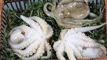 TT thủy sản: Trung Quốc tăng mạnh nhập khẩu mực, bạch tuộc từ Việt Nam