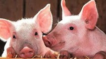 Giá lợn hơi hôm nay 21/7: Biến động từ 1.000 - 3.000 đồng/kg