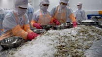 Xuất khẩu tôm tăng trưởng tốt trong 6 tháng đầu năm bất chấp dịch Covid-19