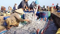 Giá nước mắm tăng cao do nguồn cá cơm khan hiếm 