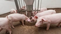 Giá lợn hơi ngày 4/8/2020: Biến động nhẹ  trên cả 3 miền từ 1.000 - 2.000 đồng/kg 