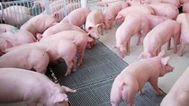 Giá lợn hơi ngày 5/8/2020: Miền Bắc giảm dưới mốc 90.000 đồng/kg