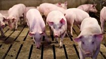 Giá lợn hơi ngày 23/8/2020, duy trì mức giá ổn định trên cả ba miền