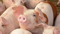 Giá lợn hơi ngày 24/8/2020: Giữ mức giá ổn định trên cả 3 miền