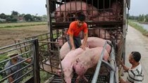Giá lợn hơi ngày 25/8/2020, dao động trong khoảng 79.000-86.000 đồng/kg