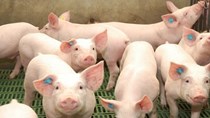 Giá lợn hơi ngày 26/8/2020: Tiếp tục giảm ở hai miền Bắc- Nam