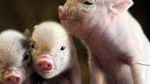 Giá lợn hơi ngày 2/9/2020: Tiếp tục giảm 1.000 - 3.000 đồng/kg