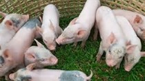 Giá lợn hơi ngày 5/9/2020: Ba miền đi ngang sau nhiều ngày giảm liên tiếp