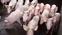 Giá lợn hơi ngày 9/9/2020:Tăng nhẹ ở 2 miền Bắc- Nam