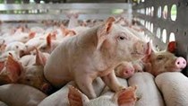 Giá lợn hơi ngày 10/9/2020: Tăng đều trên cả 3 miền