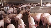 Giá lợn hơi ngày 12/9/2020: Tiếp tục tăng giá trên cả 3 miền
