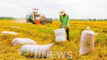 Thị trường nông sản tuần qua: Giá cà phê giảm nhẹ
