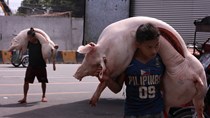 Trung Quốc bất ngờ cấm nhập khẩu thịt lợn từ Đức