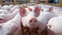 Giá lợn hơi ngày 15/9/2020: Ba miền vượt mốc 80.000 đồng/kg