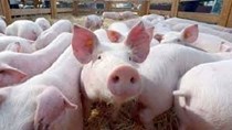 Cú sốc trên thị trường thịt lợn EU sau khi Trung Quốc ra lệnh cấm nhập khẩu