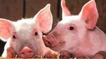 Giá lợn hơi ngày 25/9/2020: Tăng giảm trái chiều