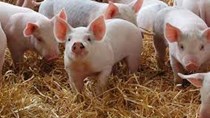 Giá lợn hơi ngày 27/9/2020: Đi ngang trên cả 3 miền