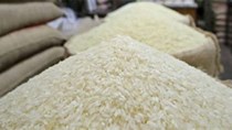Gạo Việt rớt giá tuần qua vì bắt đầu vụ thu hoạch mới, Philippines dừng thu mua