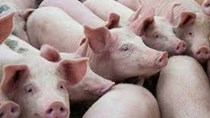 Giá lợn hơi ngày 30/9/2020: Giảm nhẹ trên cả ba miền