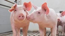Giá lợn hơi ngày 1/10/2020: Miền Bắc giảm tới 5.000 đồng/kg