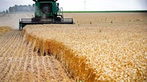 Mưa làm chậm việc thu hoạch đậu tương, đẩy lùi việc trồng Ngô tại Brazil