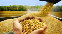 Thị trường ngũ cốc thế giới ngày 28/01/2021: Ngô, đậu tương tiếp tục tăng giá