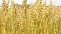 Biến động ngũ cốc hàng tuần: Xu hướng sản lượng thấp hơn