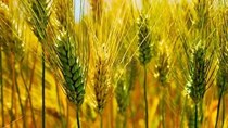 Nga xem xét việc áp thuế xuất khẩu lúa mì