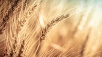 Nga tăng thuế xuất khẩu lúa mì theo công thức mới