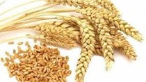Xuất khẩu lúa mì, bột mì và sản phẩm lúa mì thế giới từ năm 2016-2021