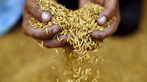 Xuất khẩu lúa mì Ấn Độ tái xuất khẩu trong bối cảnh giá toàn cầu cao
