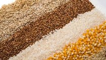 TT ngũ cốc thế giới ngày 23/02/2021: Giá lúa mì giảm do thời tiết lạnh ảnh hưởng vụ mùa