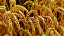 Australia thu hoạch lượng lúa mì kỷ lục trong niên vụ 2020/2021
