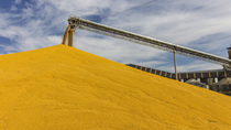 Thu hoạch ngũ cốc của Ba Lan tăng nhờ năng suất cao hơn