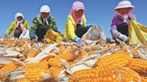 Các khu vực gieo trồng ngô và đậu tương ở Brazil tiếp tục có mưa