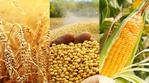 TT ngũ cốc thế giới ngày 02/03/2021: Lúa mì giảm xuống mức thấp nhất trong 2 tuần