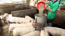 Giá thức ăn chăn nuôi tăng vọt: Doanh nghiệp, người nông dân lao đao