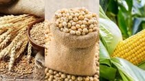 Trung Quốc tăng giá thu mua ngũ cốc, hỗ trợ ngành chăn nuôi