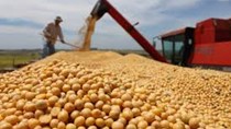 Trung Quốc: Nhập khẩu đậu tương trong 2 tháng đầu năm giảm nhẹ do sự chậm trễ của nguồn cung