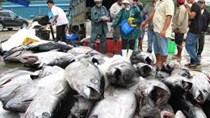 Giá thu mua cá ngừ tăng vọt