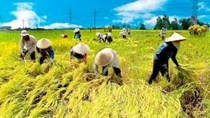 USDA: Nguồn cung ngô, đậu tương Mỹ thấp nhất 7 năm qua