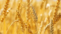Dự trữ lúa mì của Trung Quốc đã chạm đỉnh vào năm 2020