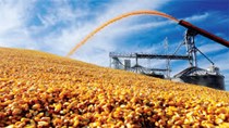 Nông dân trồng lúa mì trắng của Mỹ hưởng lợi khi nhu cầu ở Trung Quốc tăng