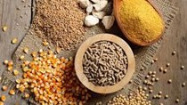 TT ngũ cốc thế giới ngày 16/03/2021: Giá Ngô tăng, đậu tương giữ ổn định, trong khi lúa mì giảm