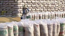 Gạo Việt Nam đạt mức cao nhất 9 năm do nhu cầu thế giới tăng mạnh