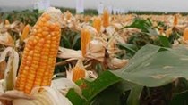 Diễn biến thị trường ngô, đậu tương trước báo cáo của USDA