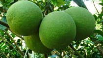 Giá thực phẩm ngày 5/4: Rau xanh và một số loại trái cây giảm giá nhẹ