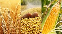 TT ngũ cốc thế giới ngày 23/04/2021: Giá ngô giảm từ mức cao nhất