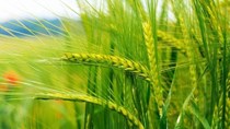 Xuất khẩu lúa mì của Pháp tháng 4 ở mức thấp nhất trong 9 năm
