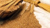Xuất khẩu ngũ cốc của Ukraine giảm 24% trong niên vụ 2020/21